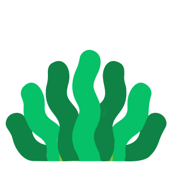 海藻類的封面圖