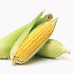 玉米的食譜
