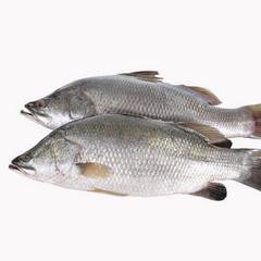鱸魚的食譜
