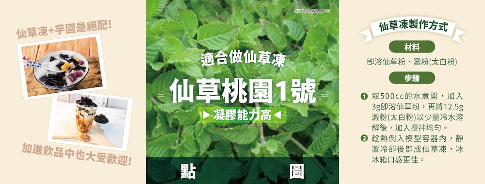 仙草植株的真面目原來長這樣!如何自製仙草凍、仙草茶和仙草雞湯? - 愛料理