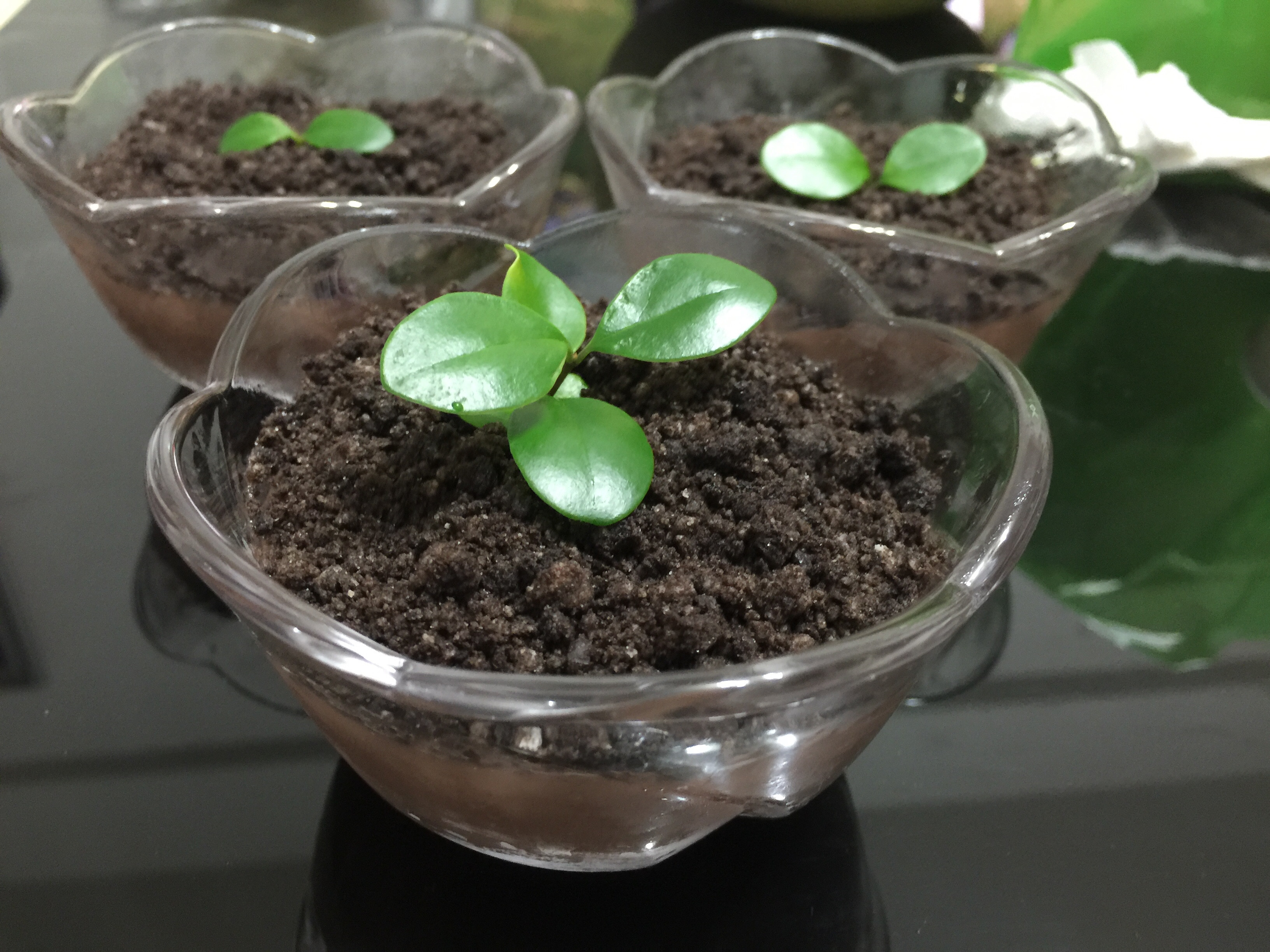 Violet's Kitchen ~♥紫羅蘭的爱心厨房♥~ : 盆栽巧克力布丁 Potted Plant Chocolate Pudding