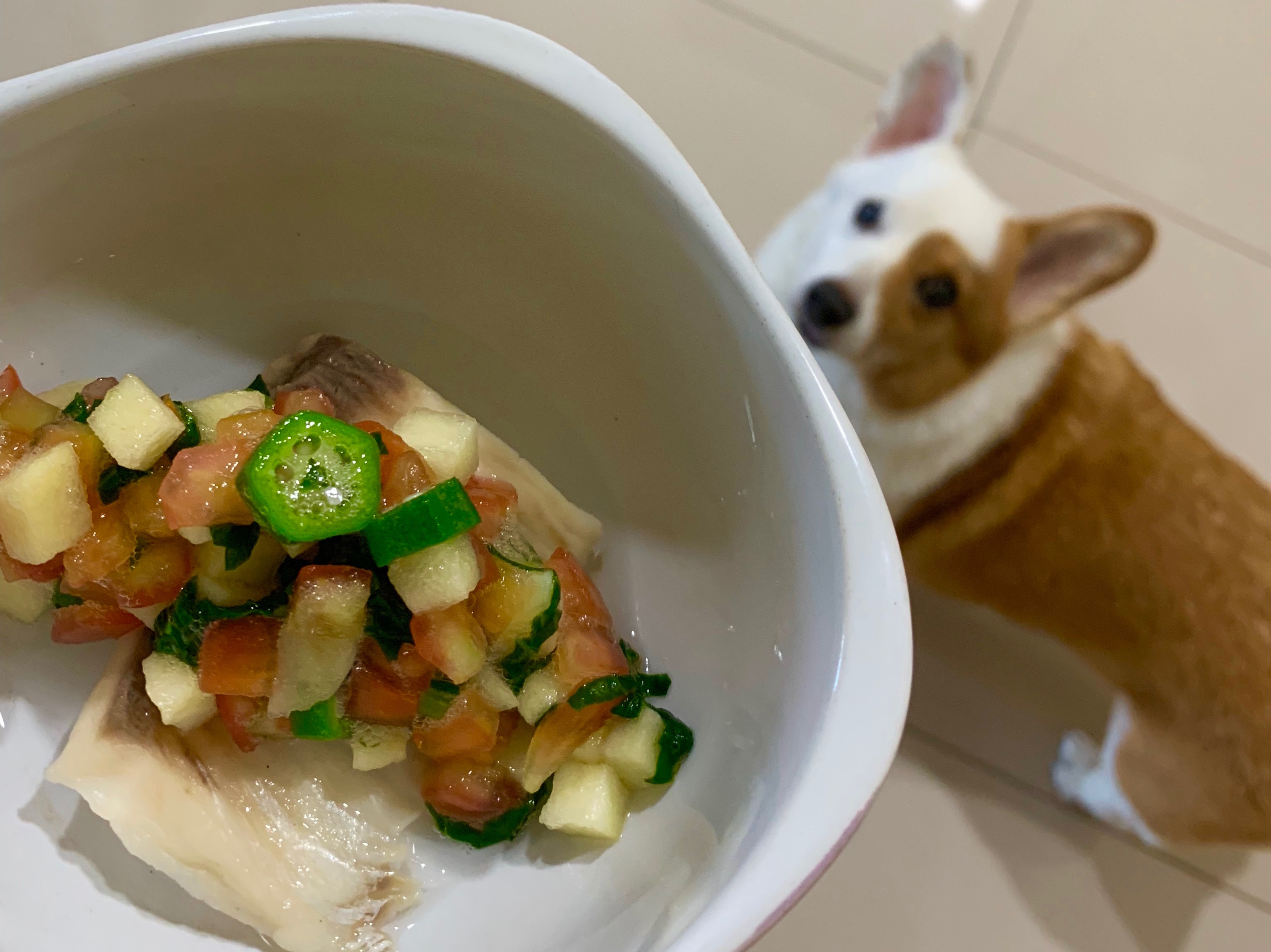 夏日鯛魚佐莎莎醬—健康滿分狗點心