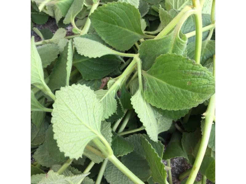 左手香(到手香)防蚊液