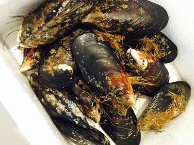 辣白酒淡菜(贻贝)-gr#9