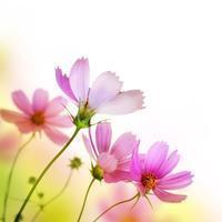 Thumb 1d9a48a405096c46