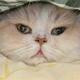 Thumb a460d0553a91bcc1