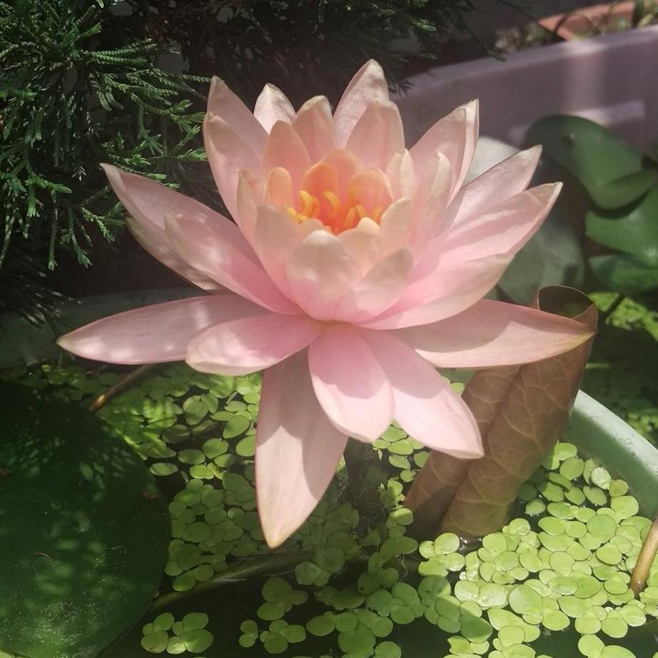 華倫