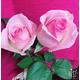 Thumb 96766ce76e9f1c86