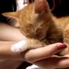 Thumb 5cece51557ca06ab