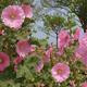 Thumb df83bb70901b875d