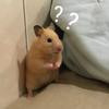 Thumb 9f18901cb25358b5