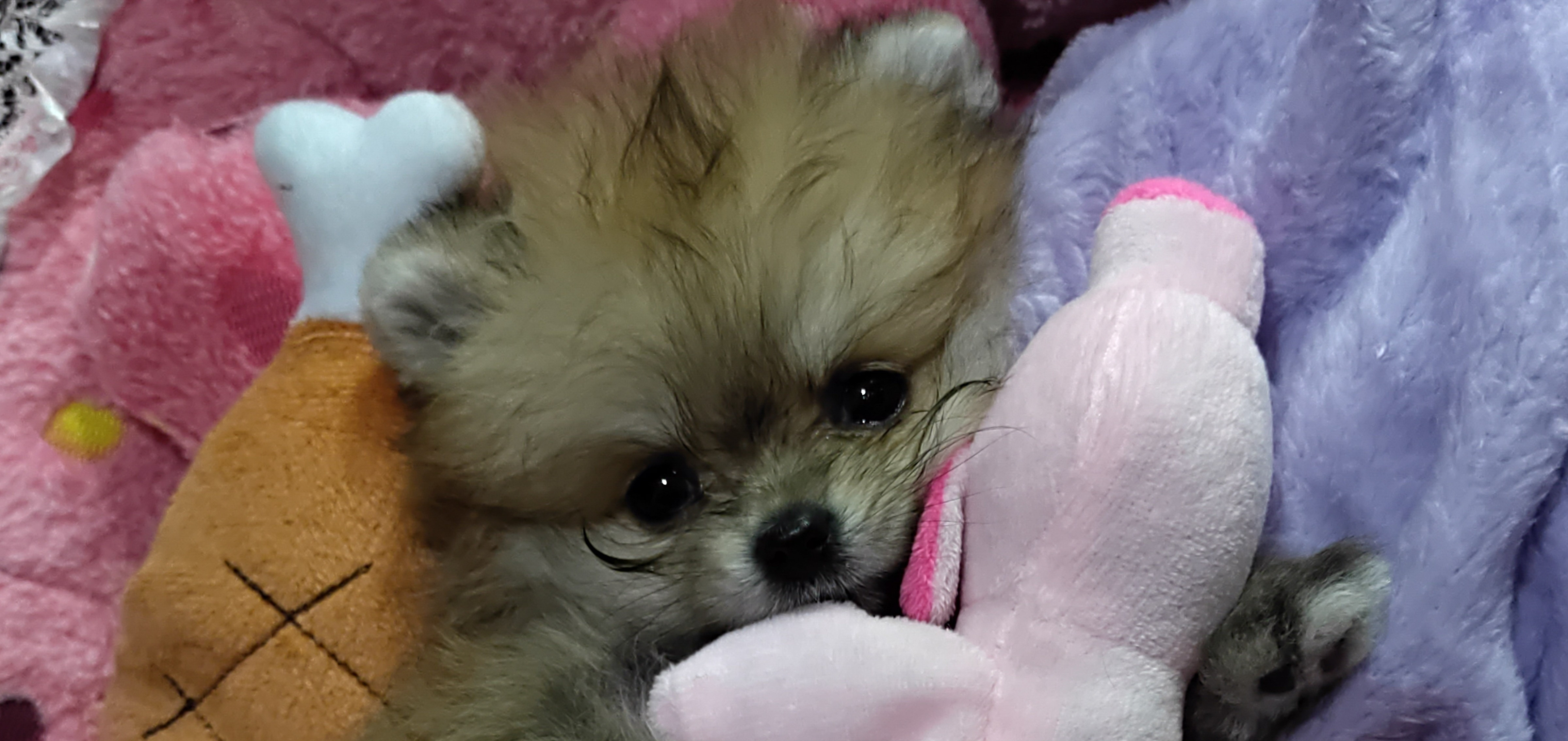 李佩玲 的個人封面