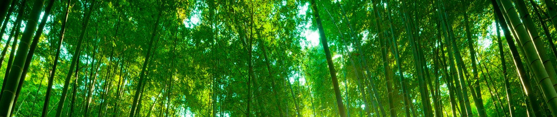 Leafy Grassy 的個人封面
