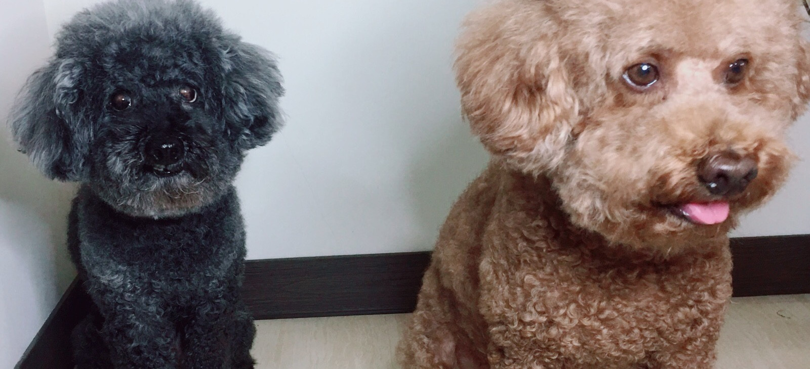 甜滋滋🐶汪包旺 的個人封面