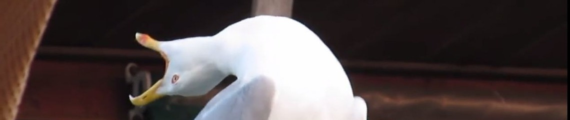 Jessie 的個人封面