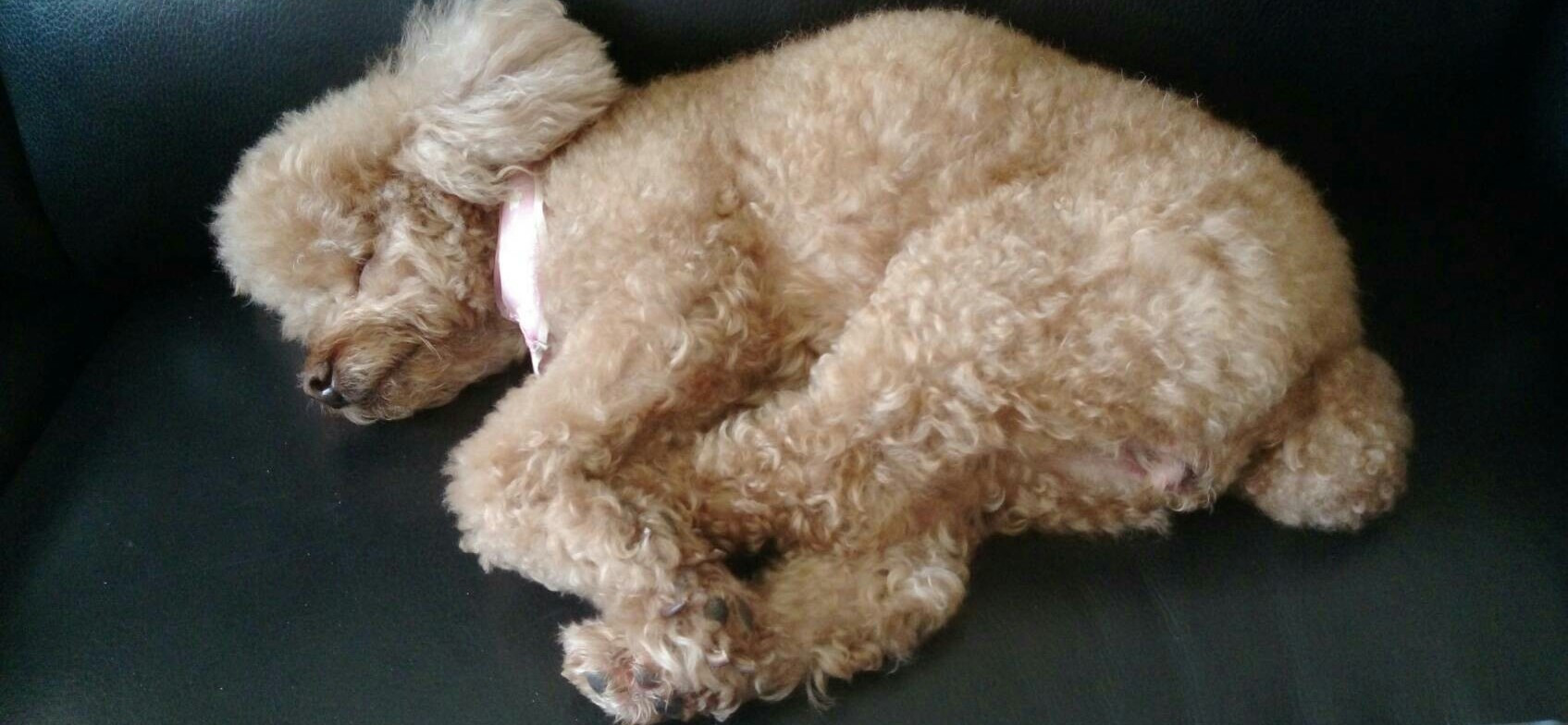 辛🐶 的個人封面