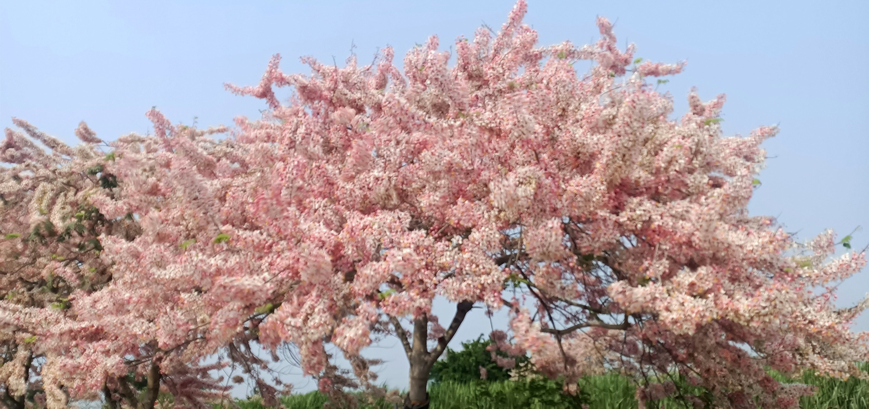 許麗君 的個人封面