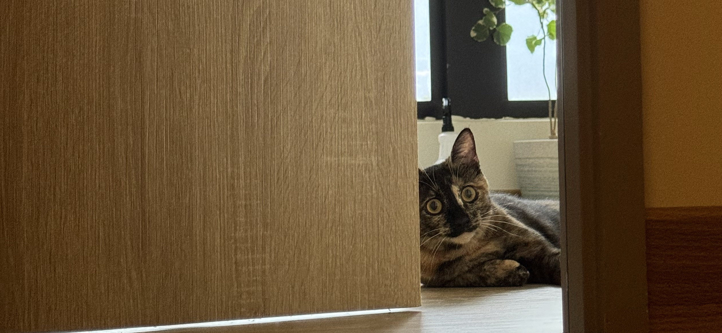 Ishana 的個人封面