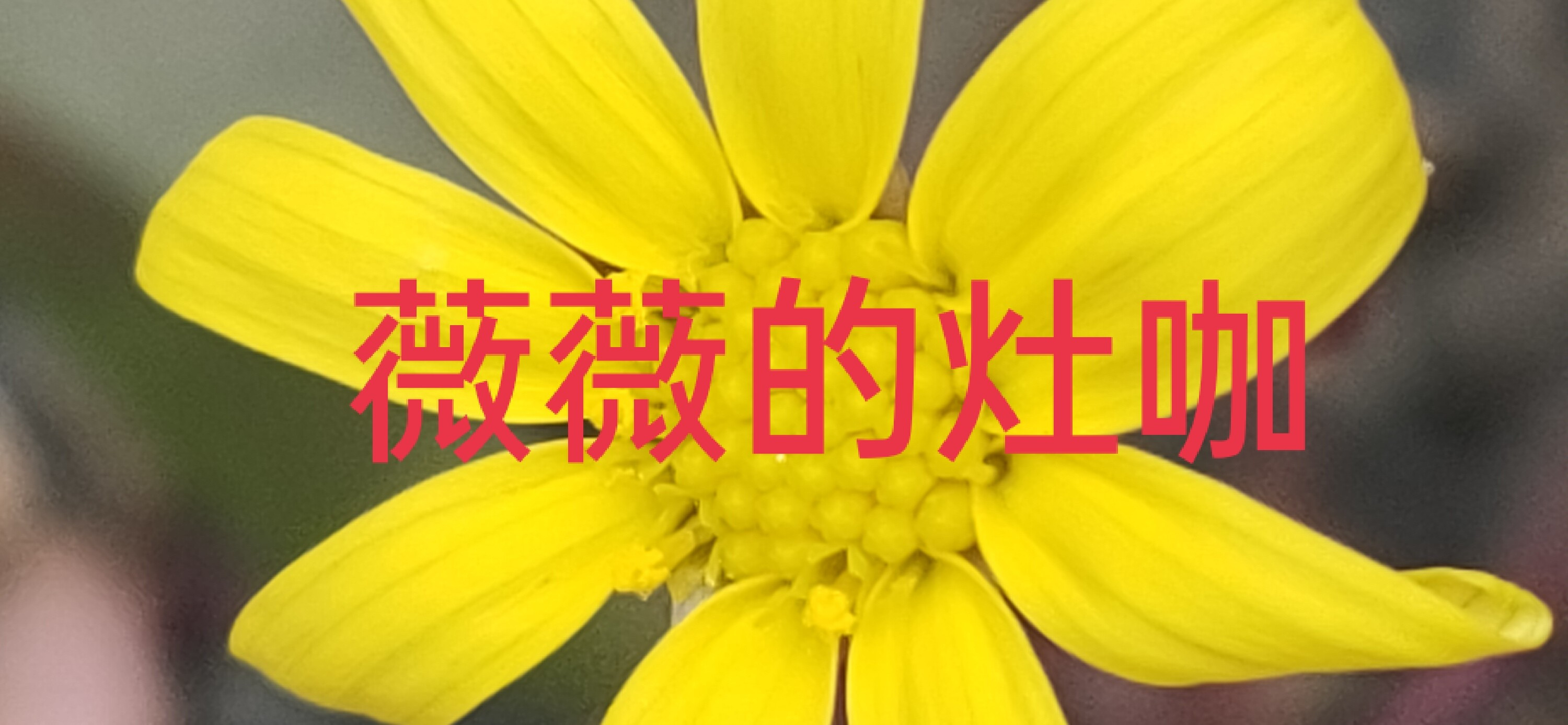candy薇薇 的個人封面