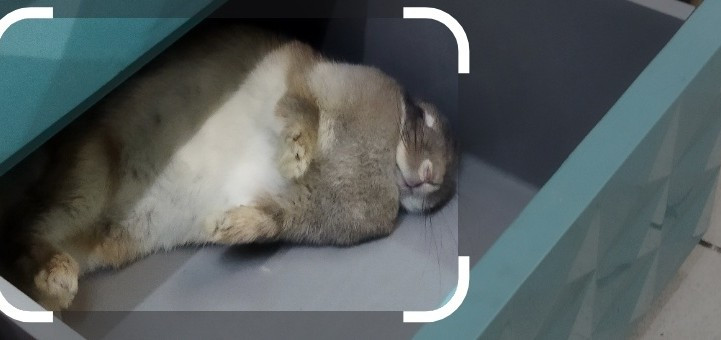 肥肥大懶兔 的個人封面
