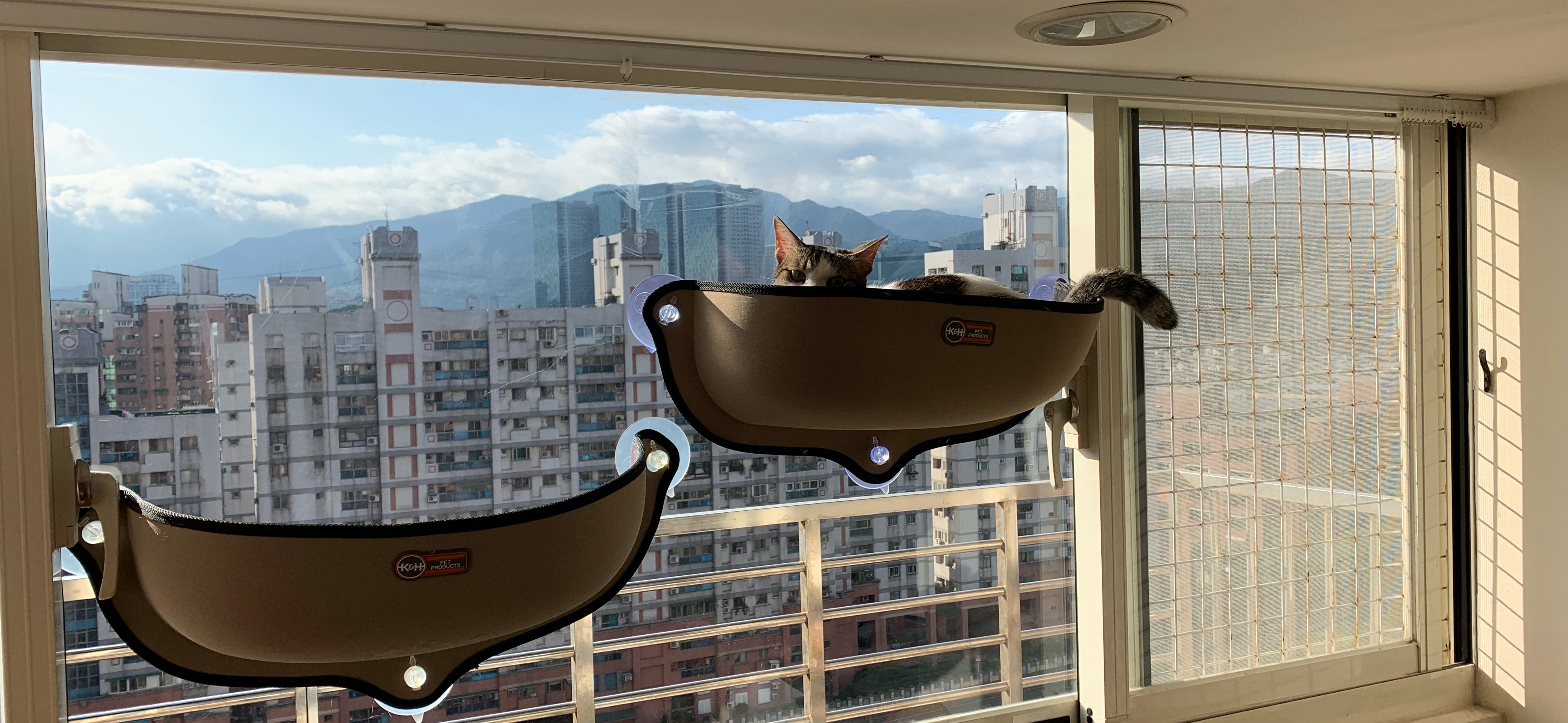 波波奴❤️她的2只貓主🐱 的個人封面