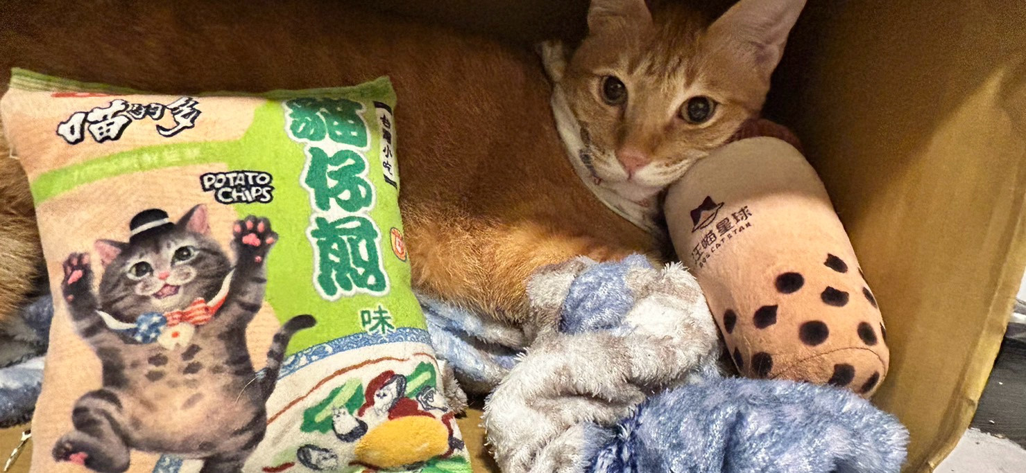 澄仔 的個人封面