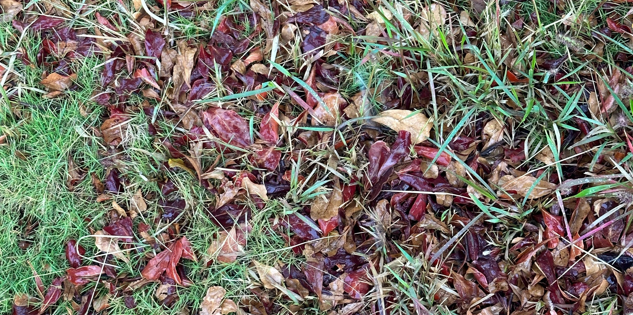 珍妮佛煮煮 的個人封面