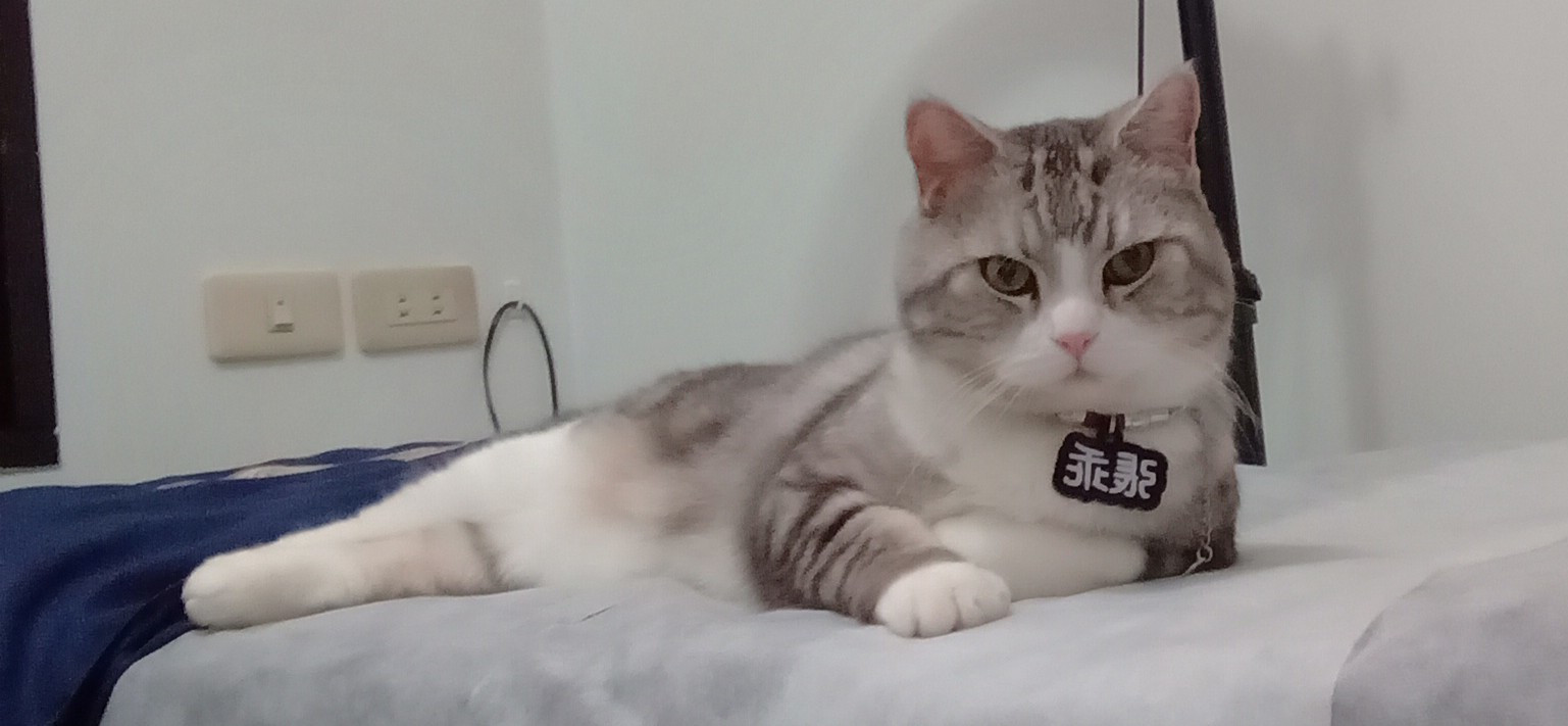 偽家庭主婦的黑暗料理日記🍳 的個人封面