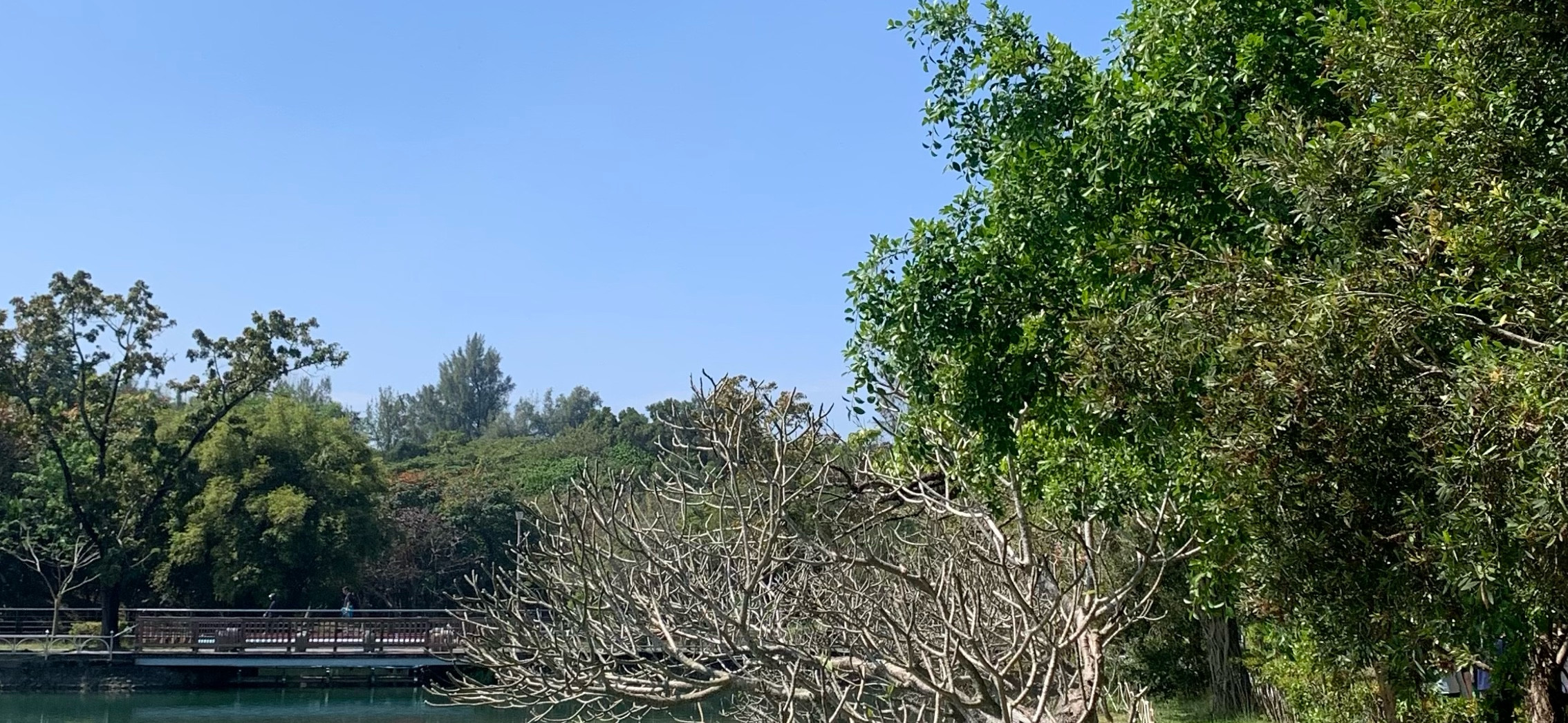 Rong 的個人封面