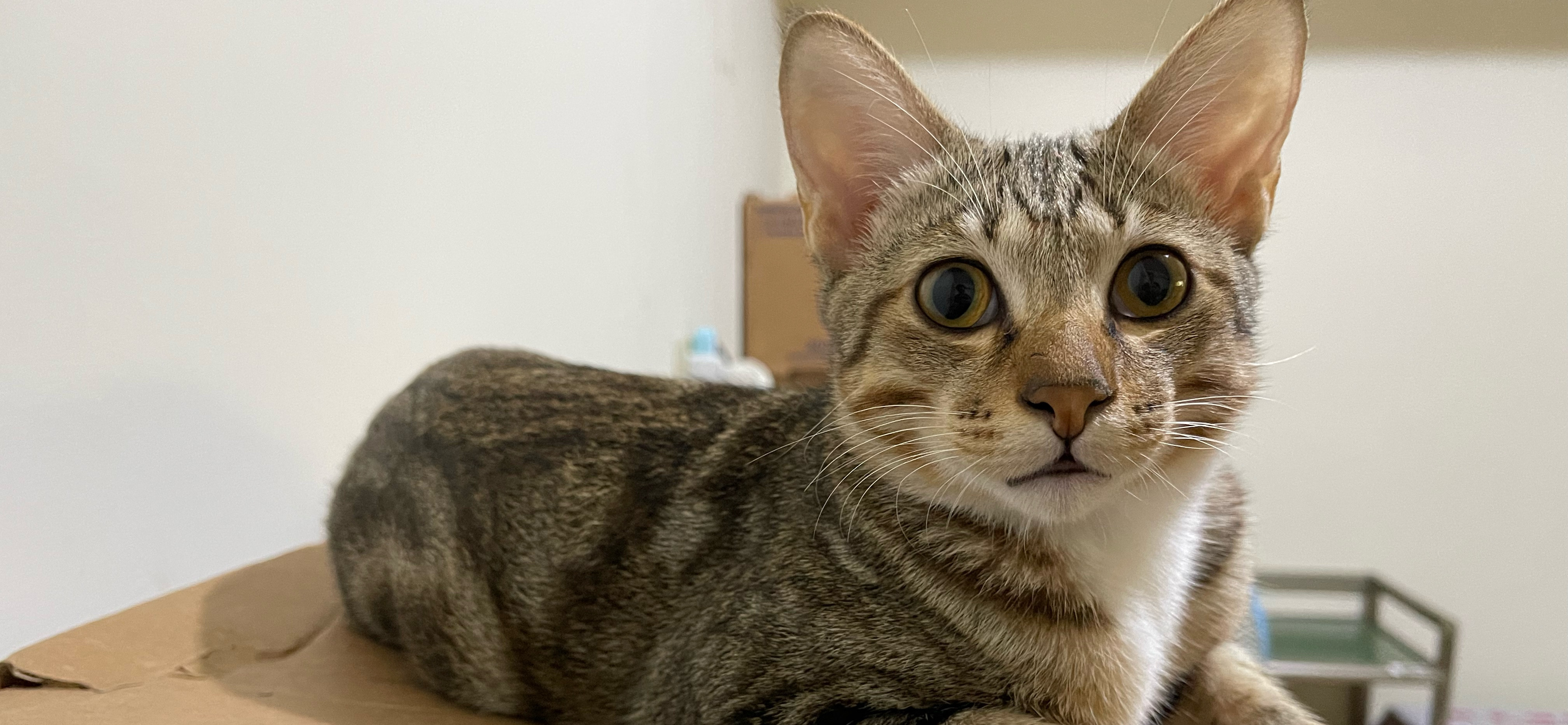 💕喵菜園之關東煮店員💕 的個人封面